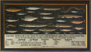 Fischtafel, 1709 aus dem Züricher Rathaus